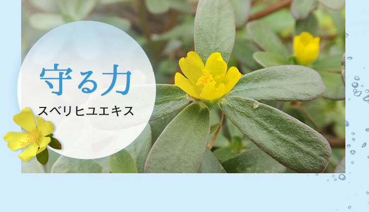 守る力　スベリヒユエキス